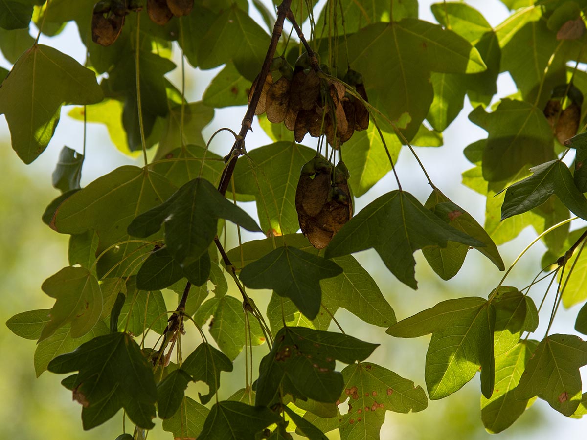 Acer monspessulanum